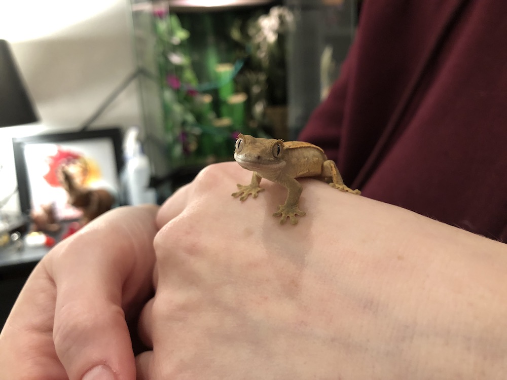 A picture of Mr Edwin Hubble, the crested gecko